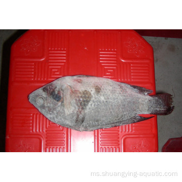 Beku Tilapia Fish WR 200-300g 300-500g 500-800g